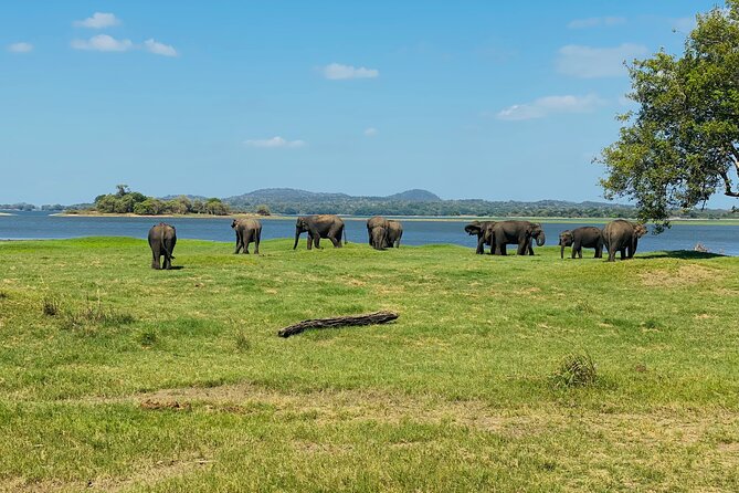 Private Jeep Safari at Minneriya and Kaudulla National Parks - What is included and what is not