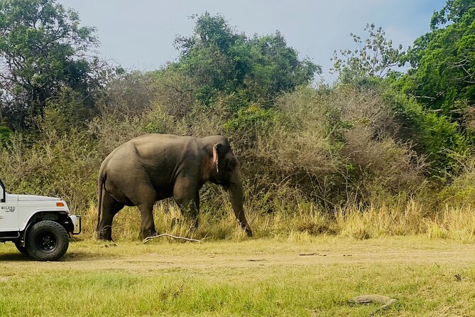 Private Jeep Safari at Minneriya and Kaudulla National Parks - When to go and how to plan the day