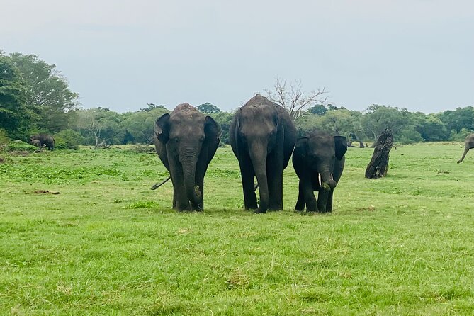 Private Jeep Safari at Minneriya and Kaudulla National Parks - Elephants, birds, and the animals you might see