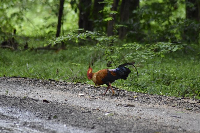 Private Jeep Safari at Minneriya National Park - Half Day Tour - Five useful things to know before booking