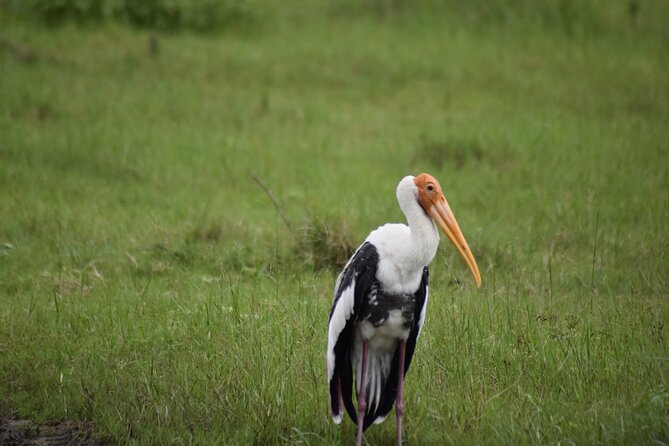 Private Jeep Safari at Minneriya National Park - Half Day Tour - What the four-hour park visit is like