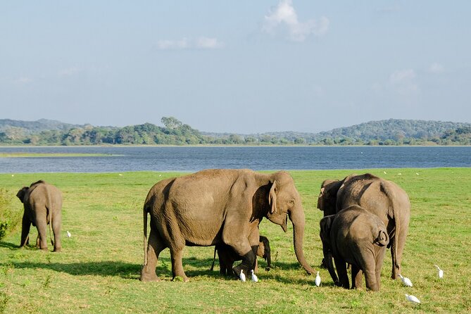 Private Jeep Safari at Minneriya National Park to Visit Elephants - What the four-hour jeep ride feels like