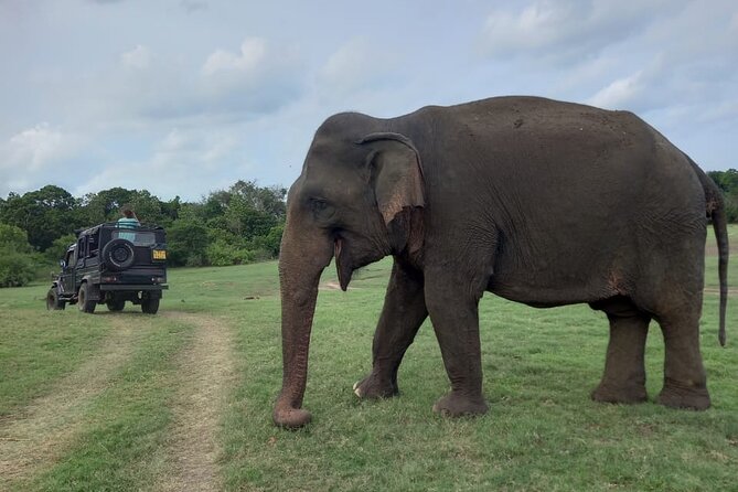 Private Jeep Safari at Minneriya National Park to Visit Elephants - The guides are a major part of the value