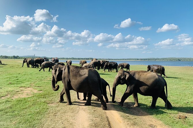 Private Jeep Safari at Minneriya National Park to Visit Elephants - Price, park fees, and the real cost