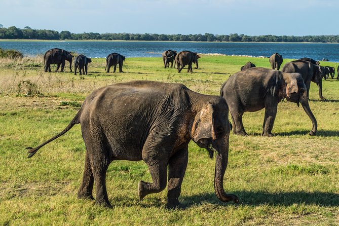 Private Jeep Safari at Minneriya National Park - Pickup from Sigiriya, Dambulla, or Habarana
