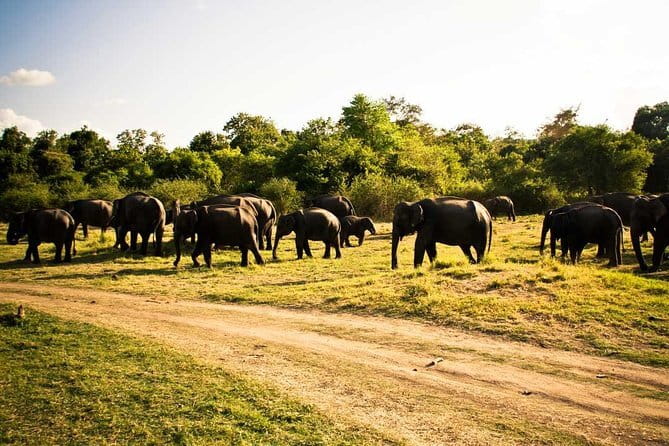 Private Jeep Safari To one of a Best National Park - What you may see in the park