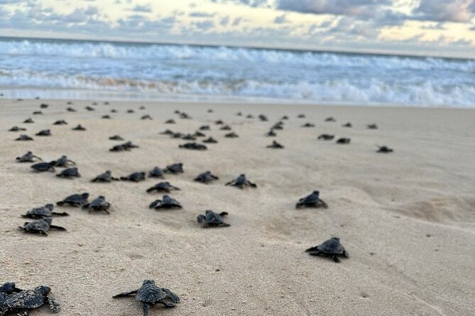Private Multi Day Sri Lanka Tour with Chauffeur - Day 7: Galle Fort, turtles, and Colombo