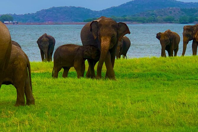 Private Polonnaruwa Ruins & Minneriya Safari Tour from Sigiriya - The Sacred Quadrangle and Polonnaruwa Vatadage