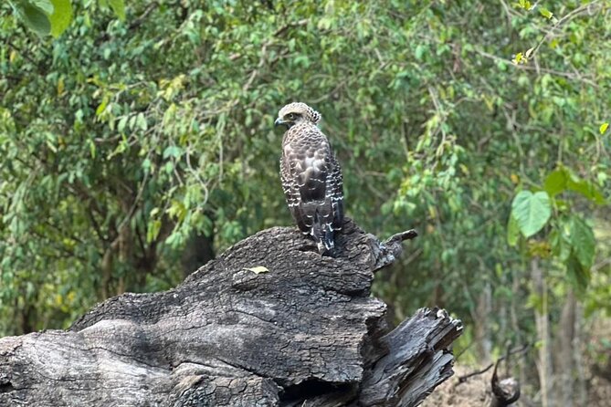 Private Safari Tours in Minneriya National Park - Why Minneriya Is Such a Strong Safari Choice