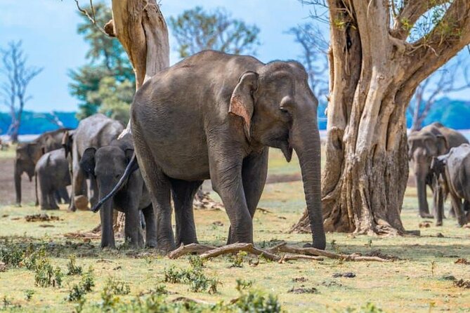 Private Safari Tours in Minneriya National Park - The Private Jeep Advantage from Sigiriya