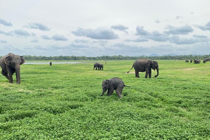 Private Safari Tours in Minneriya National Park - When the Added Park Fee Is Worth It