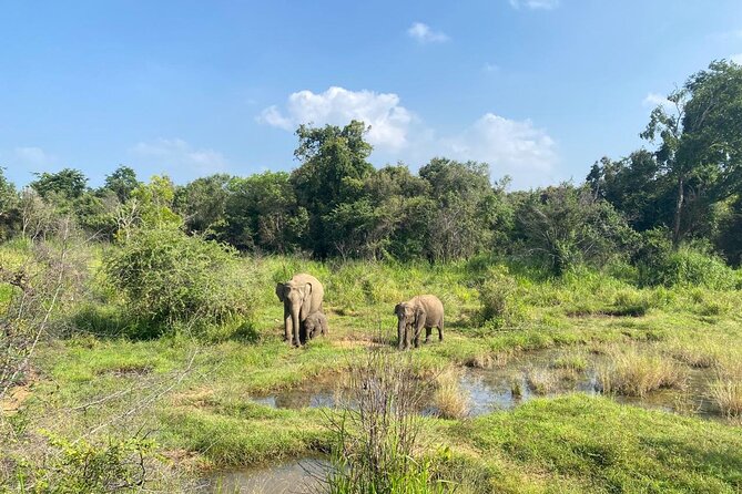 Private Safari Tours in Minneriya National Park - Practical Advice for a Better Safari