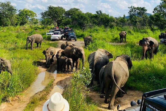 Private Safari Tours in Minneriya National Park - Who Will Like This Minneriya Safari