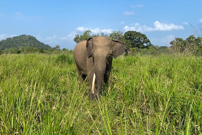 Private Safari Tours in Minneriya National Park - Should You Book It?