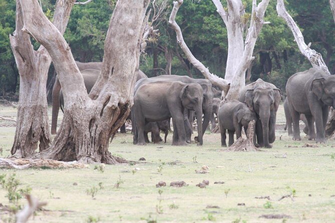 Private Safari Tours in Minneriya National Park - Elephants Without the Circus Feeling