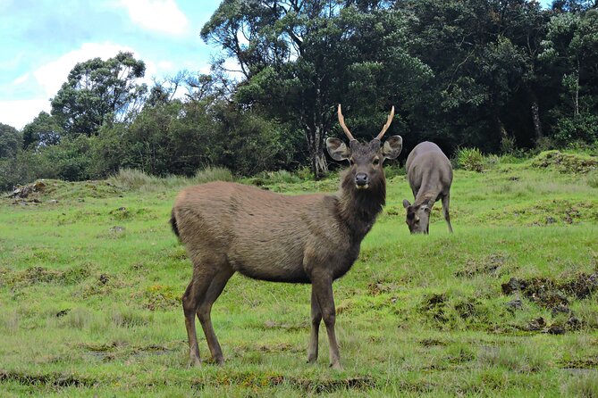 Private Tour in Horton Plains National Park ( World's End) with Pickup - The 5:30am pickup from Nuwara Eliya