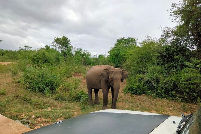 Private Tour : Udawalawe National Park Safari - Inside the park, expect a flexible private drive