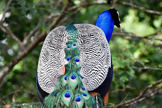 Private Tour : Udawalawe National Park Safari - Look beyond the elephants
