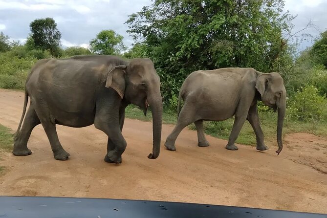 Private Tour : Udawalawe National Park Safari - Morning or afternoon: choosing your timing