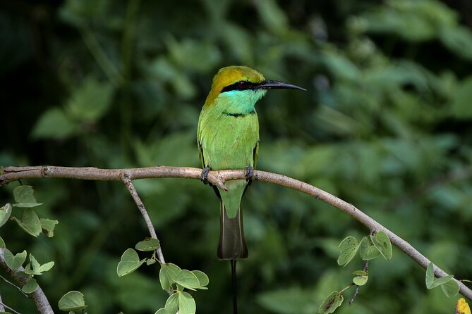 Private Tour : Udawalawe National Park Safari - What the $25 price really offers