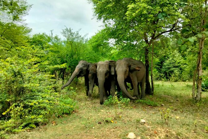 Private Tour: Udawalawe National Park Safari - From hotel pickup to the Udawalawe gate