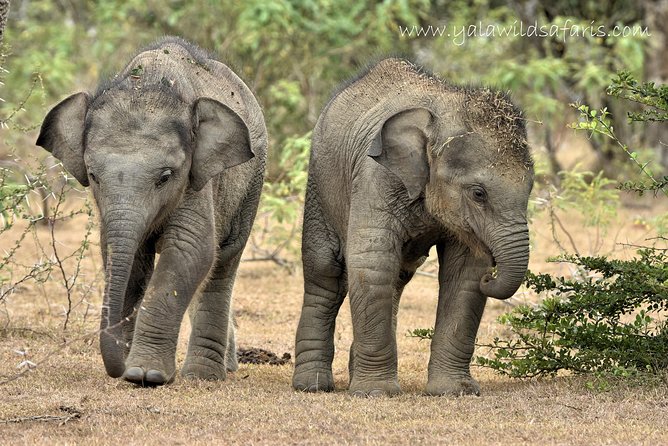 Private Tour : YALA National Park with Experienced Driver and Guide - What the guide adds to the experience