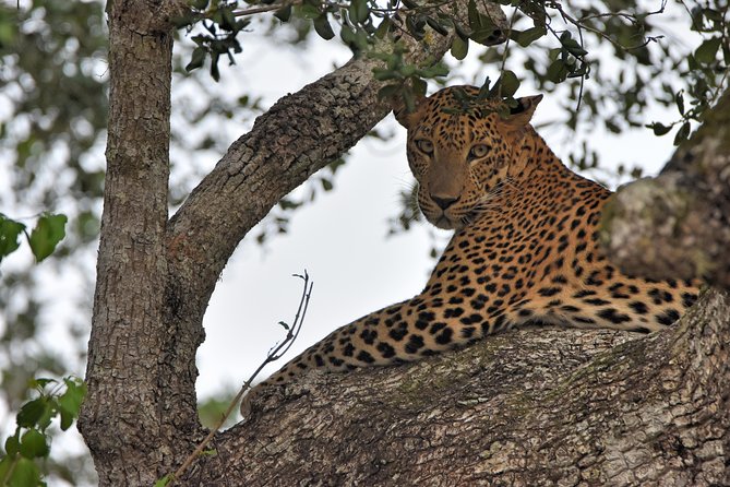 Private Tour : YALA National Park with Experienced Driver and Guide - Food, comfort, and what you need to plan