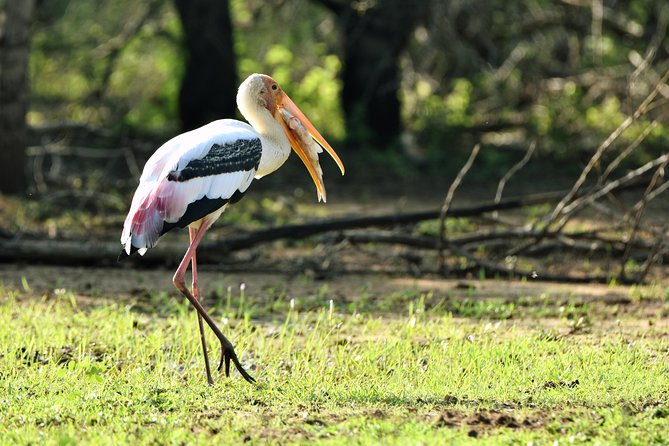 Private Tour : YALA National Park with Experienced Driver and Guide - Is $100 per person good value?