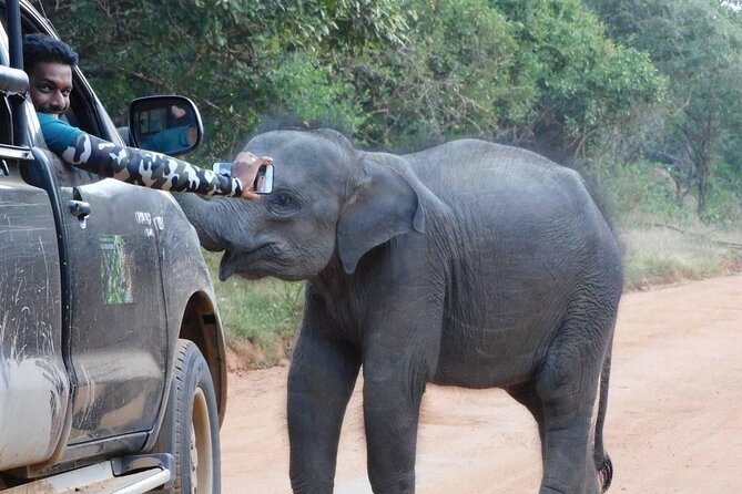 Private Tour : YALA National Park with Experienced Driver and Guide - How to prepare for a better safari