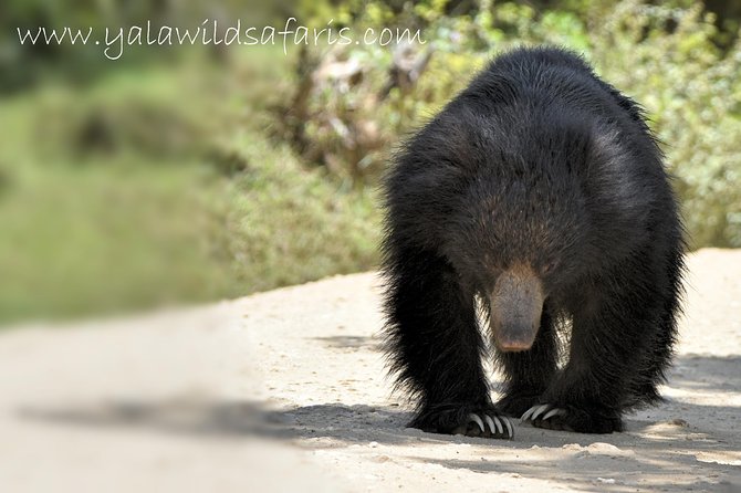 Private Tour : YALA National Park with Experienced Driver and Guide - Choosing between morning, afternoon, and full day
