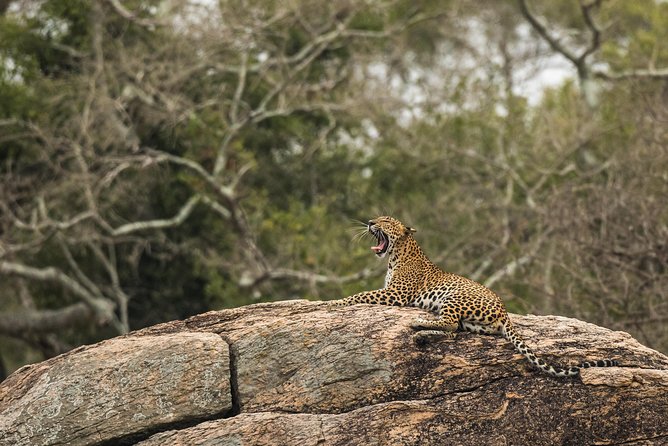 Private Tour : YALA National Park with Experienced Driver/Guide - What the $98 Yala safari is really offering
