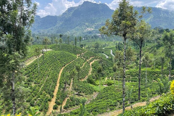 Private Transfer - Kandy to ella drop off and pick up - What is included, and what is not