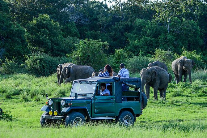 Private Trip to Sigiriya, Dambulla & safari from Colombo/ Negombo - A closer look at the $67 price