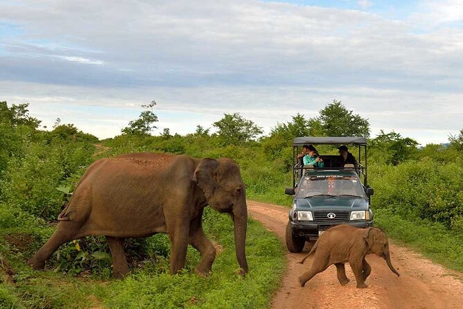 Private Udawalawa Safari Plus Elephant Transit Home Day Trip - Morning schedule: feeding at 10:30 a.m., safari at 11:00 a.m.