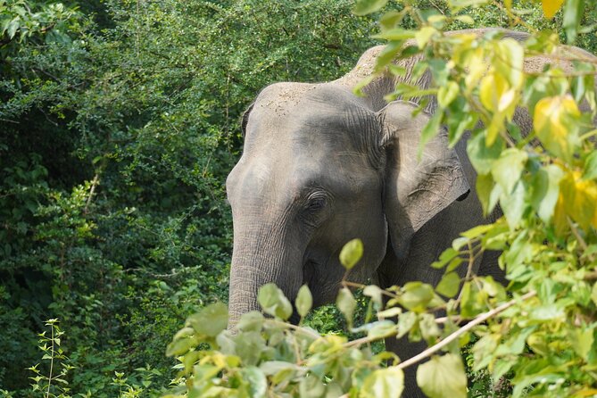 Private Udawalawe Safari Tour with Elephant Transit Home - Why Udawalawe works well from Bentota