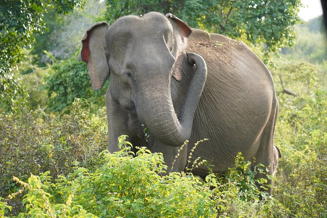 Private Udawalawe Safari Tour with Elephant Transit Home - The guides can make or break the experience