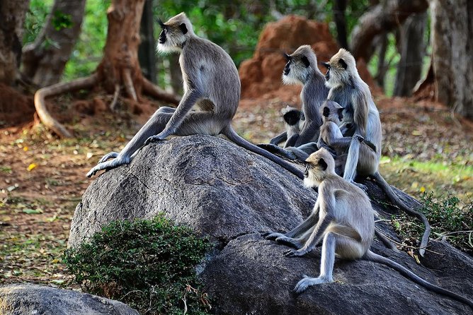 Private Yala Safari Day Trip & Exclusive Beach BBQ Dinner - Who should book this experience?