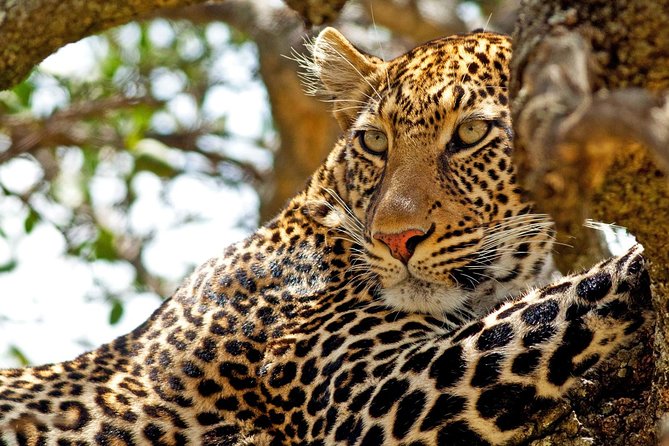 Private Yala Safari Day Trip & Exclusive Beach BBQ Dinner - Three hours among Yala’s leopards and elephants