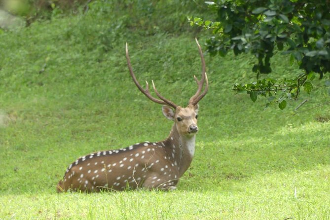 Private Yala Safari Full or Half Day Leopard Tour - Starting from Tissamaharama for a full day in Yala