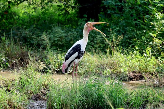 Private Yala Safari Full or Half Day Leopard Tour - Beyond leopards: the wider animal list