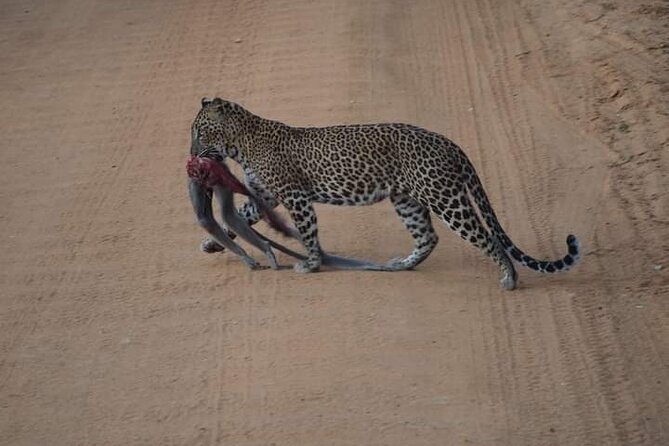 Private Yala Safari Full or Half Day Leopard Tour - The safari jeep makes a real difference