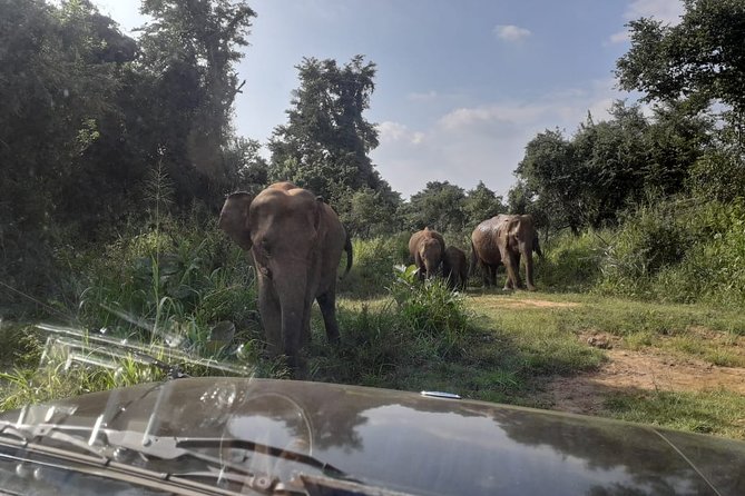 Rangiri Jeep Safari Sigiriya Lion Rock & Evening Jeep Safari - Is $45 a fair price?