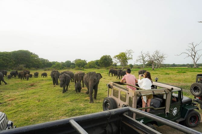 Safari Adventure in Minneriya national Park Sri Lanka - What the $35 price really means
