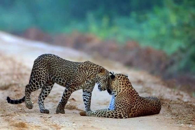Safari at Wilpattu National Park from Negombo (All inclusive day tour) - Key points to know before booking