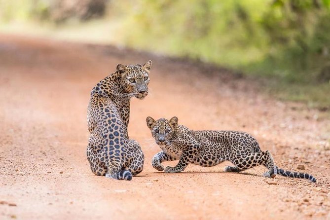 Safari at Wilpattu National Park from Negombo (All inclusive day tour) - Arriving at Wilpattu National Park
