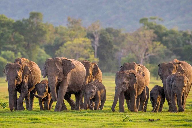 Safari Day Tour to Sigiriya Lion Rock and Golden Cave Temple - What the smaller group changes