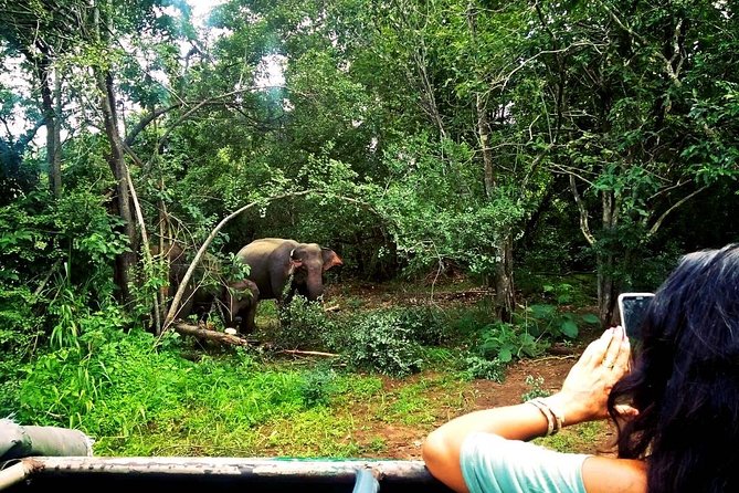 Safari Tour at Minneriya National Park - Morning at 6:00 a.m. or afternoon at 1:30 p.m.