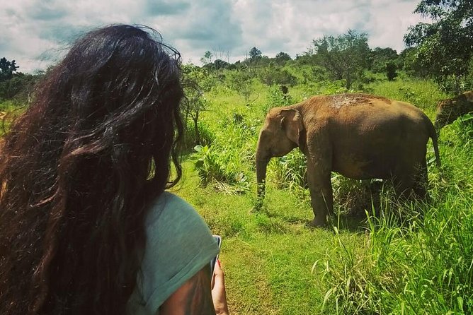 Safari Tour at Minneriya National Park - The $76 price: good value for the right group