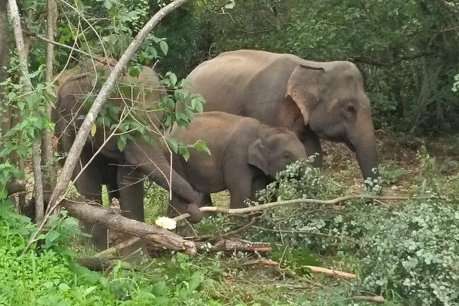 Safari Tour at Minneriya National Park - What happens during the five-hour safari