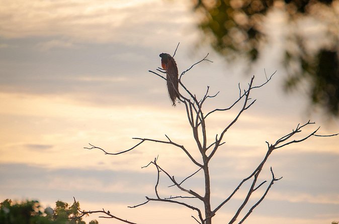 Safari tours in Udawalawa - Why Udawalawe is a strong safari choice